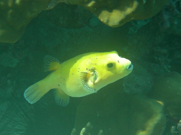 20- Tetrodon mouchete variante jaune 